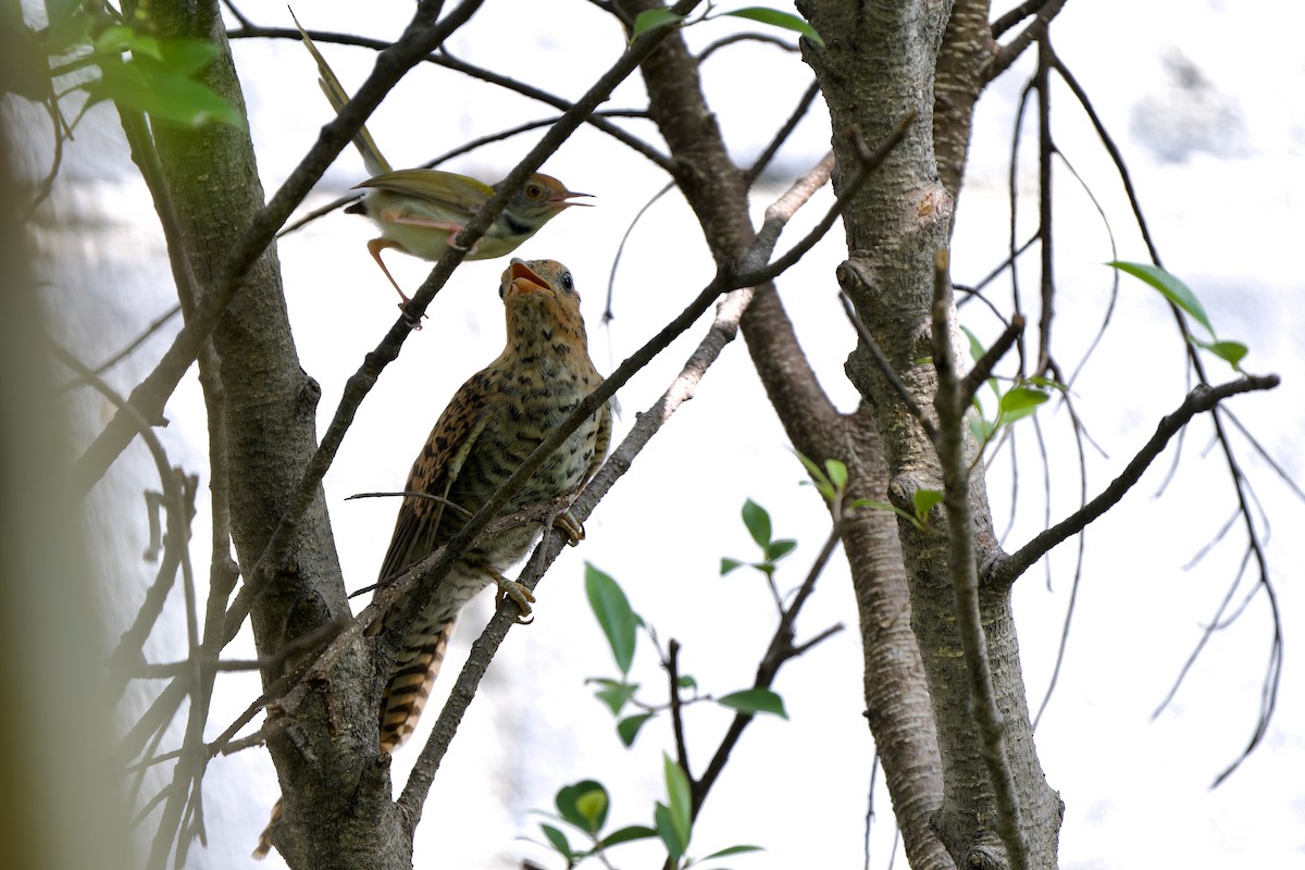 Plaintive Cuckoo - Sam Hambly