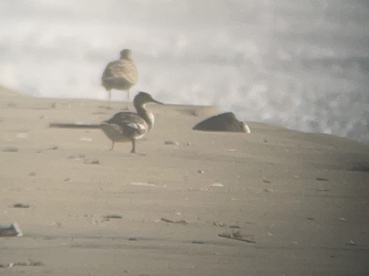 Mittelsäger - ML623835460