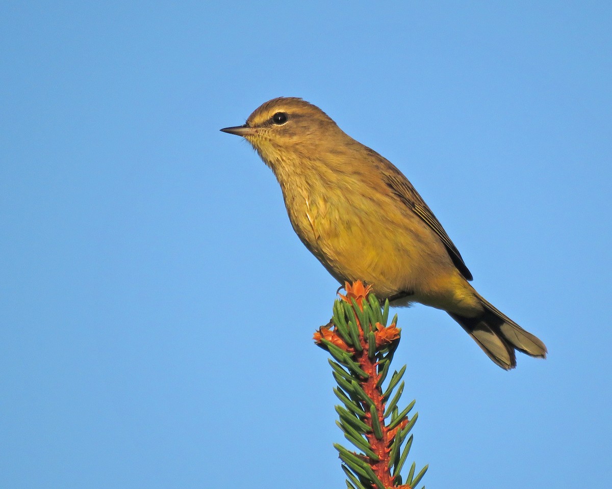 Palm Warbler - ML623835478