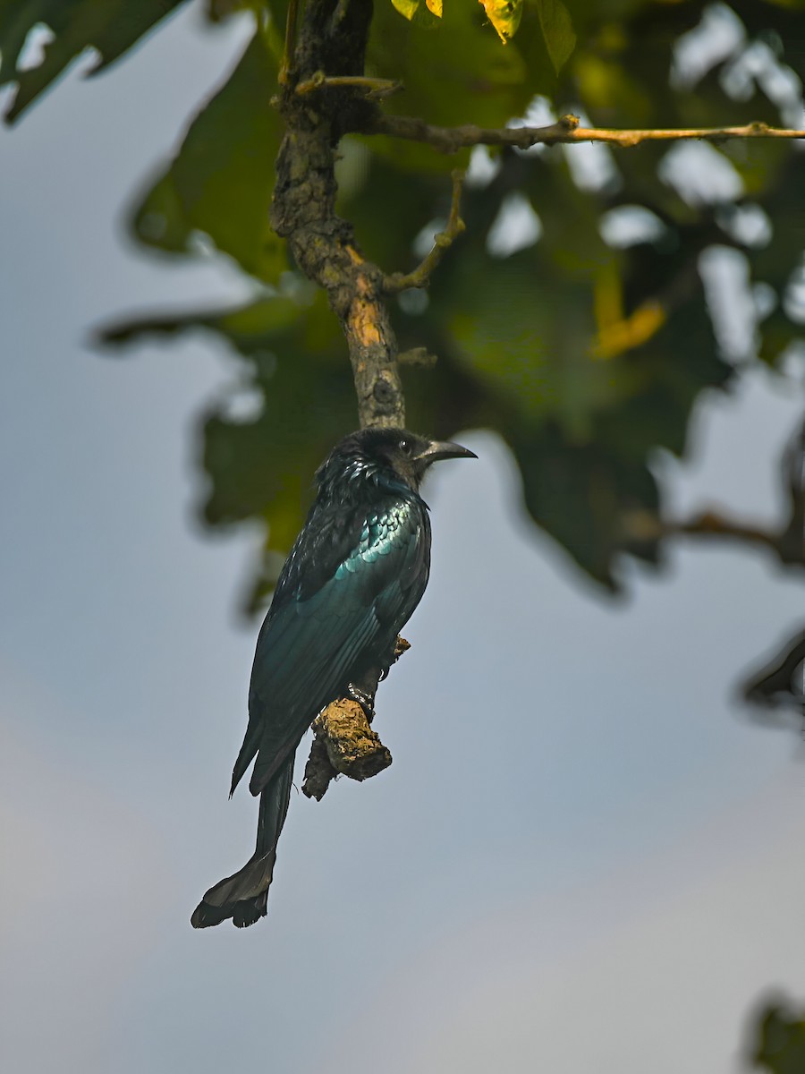 Hair-crested Drongo - ML623835500