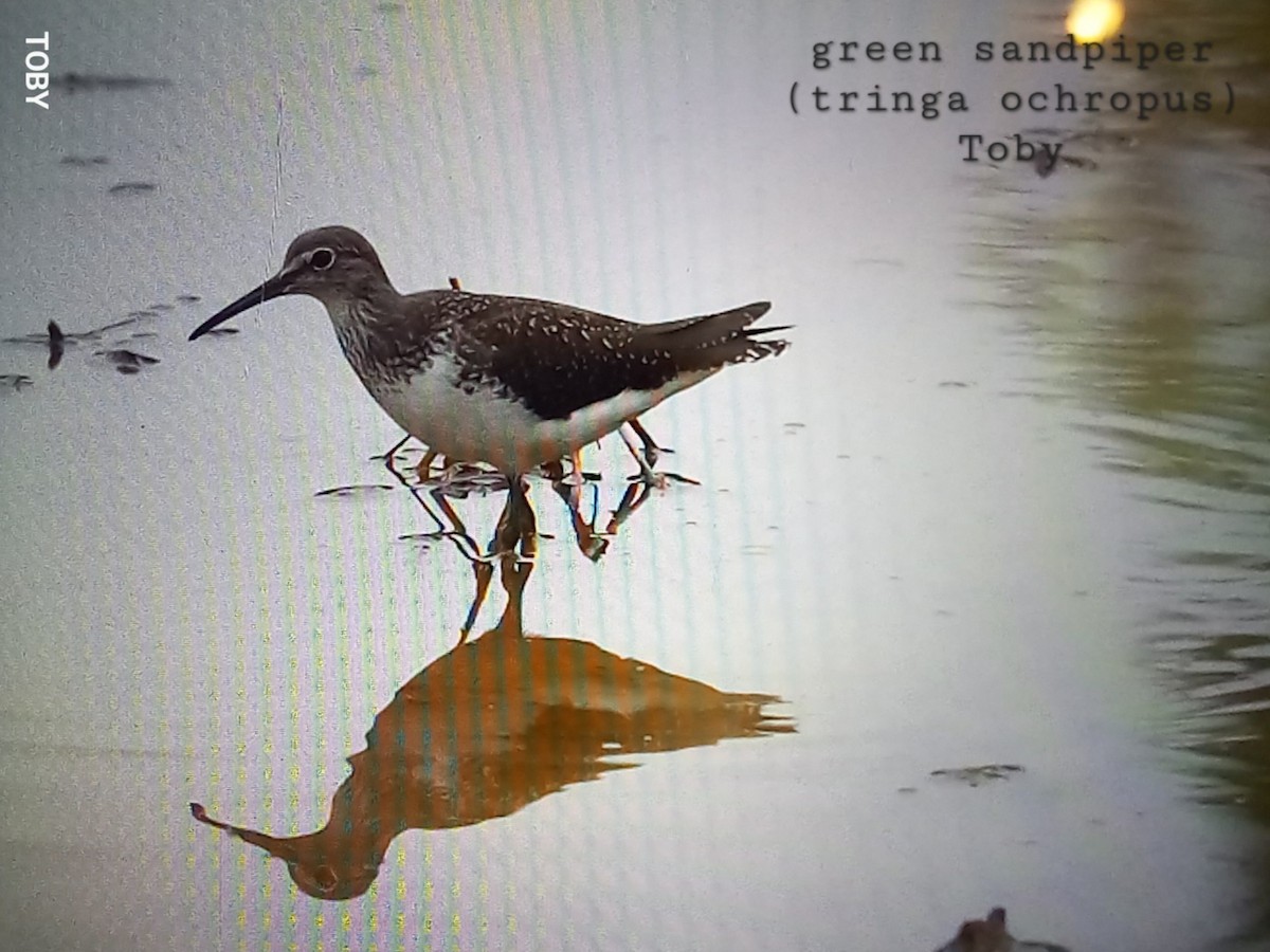 Green Sandpiper - ML623835527