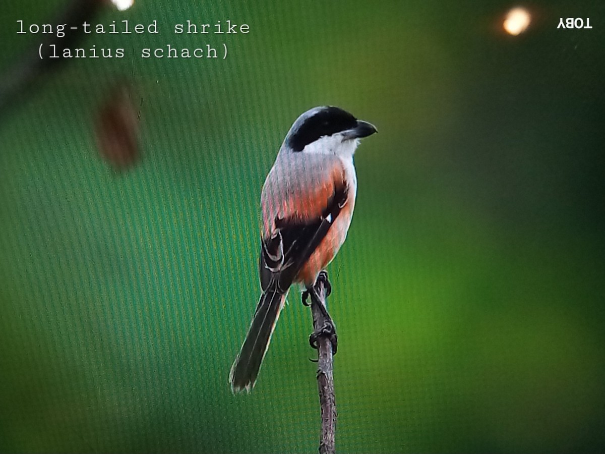 Long-tailed Shrike - ML623835542