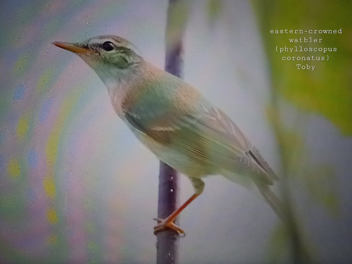 Eastern Crowned Warbler - ML623835559