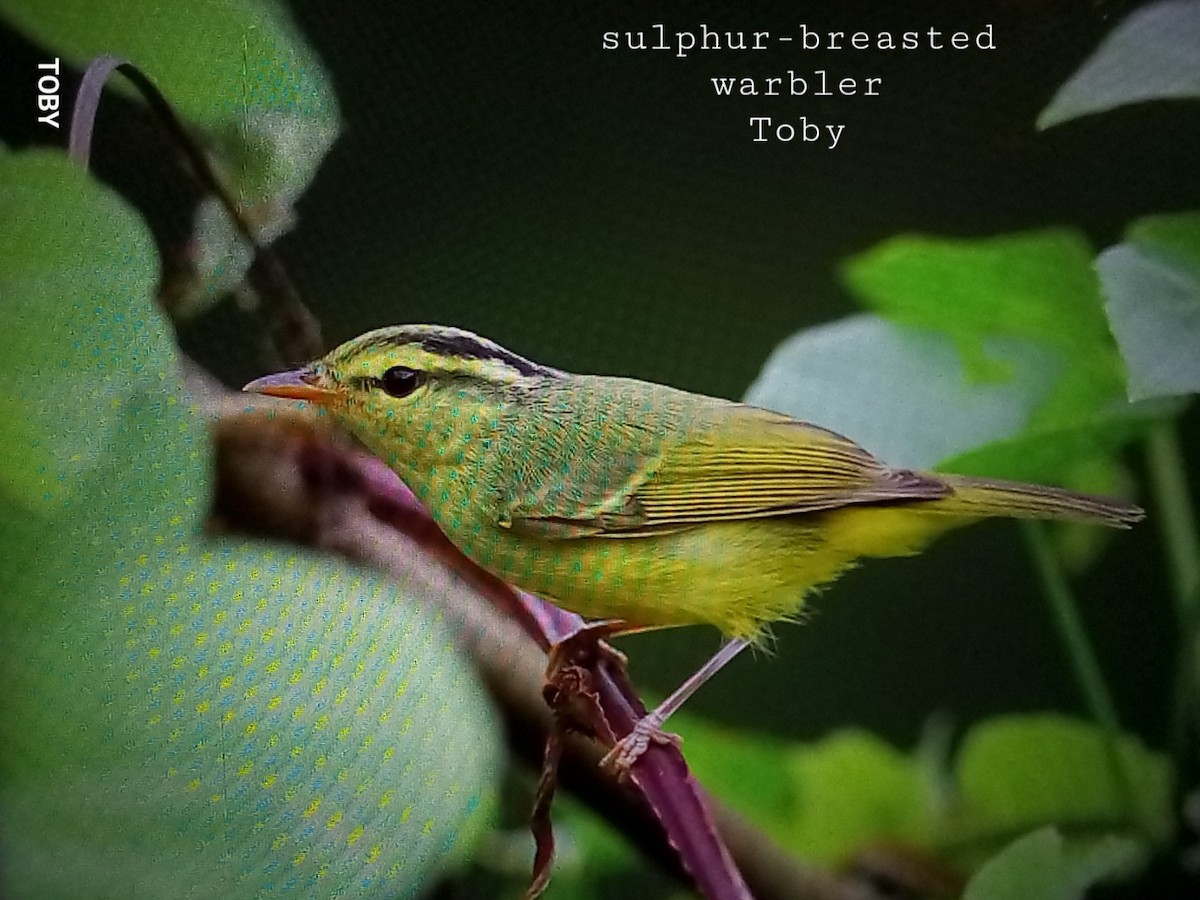 Sulphur-breasted Warbler - ML623835569