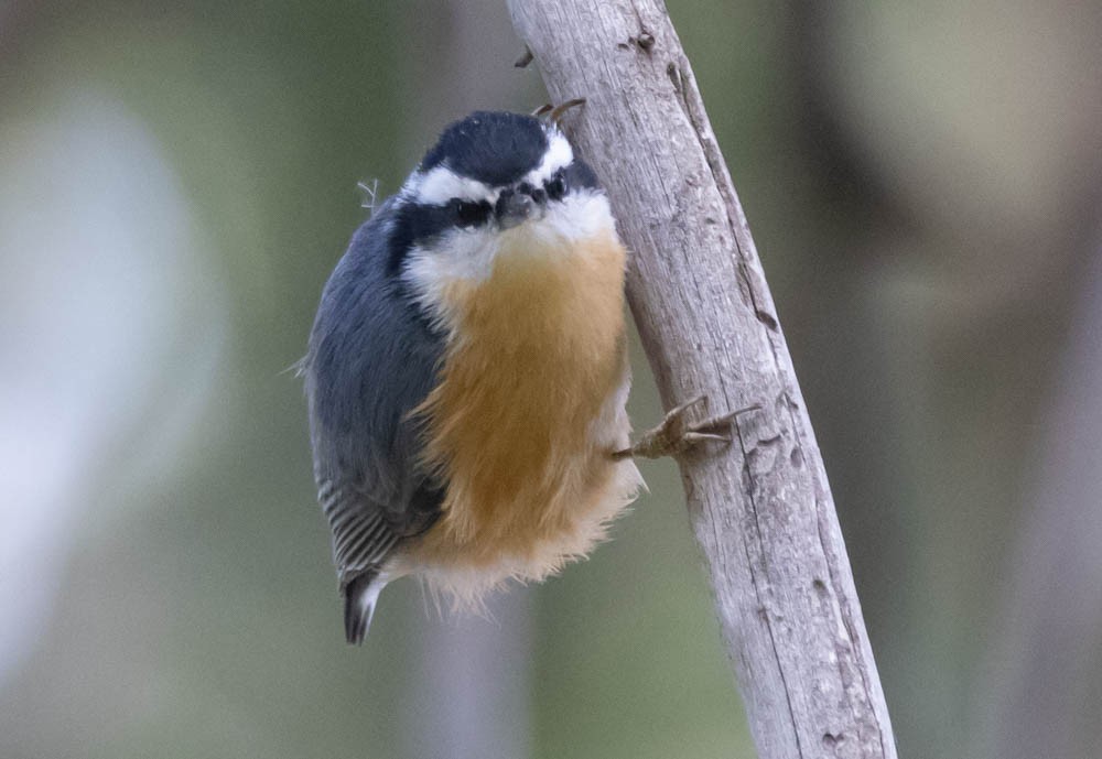 Red-breasted Nuthatch - ML623835612