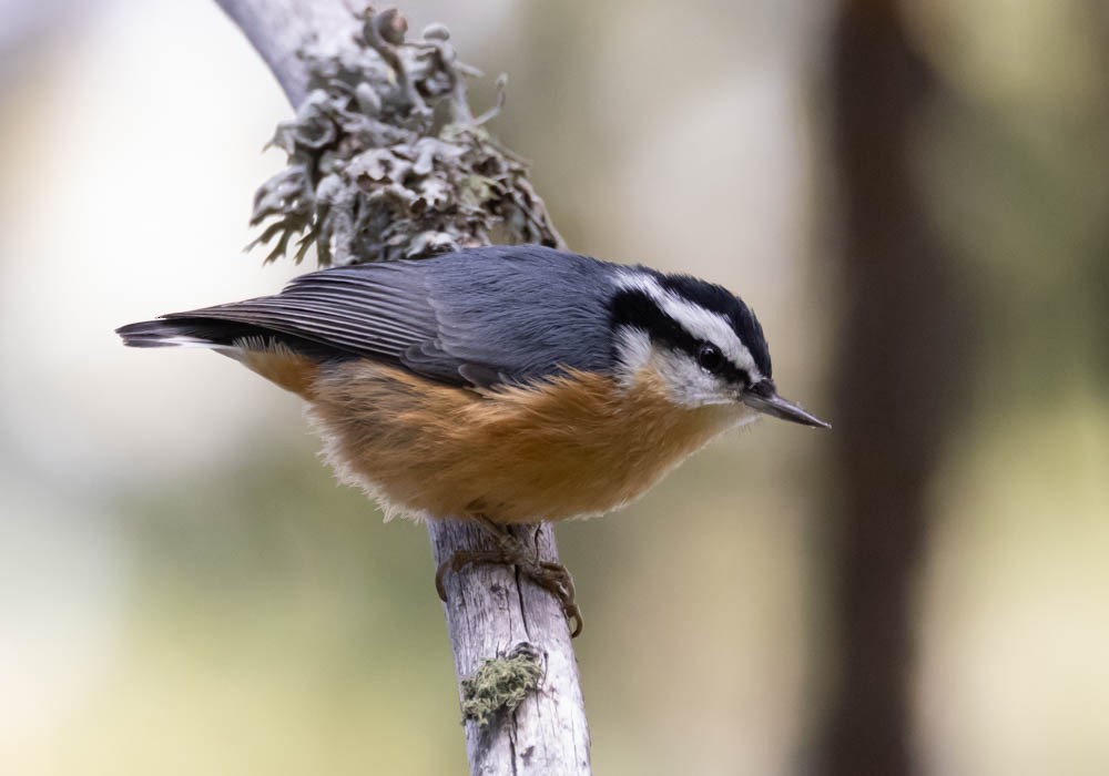 Red-breasted Nuthatch - ML623835613