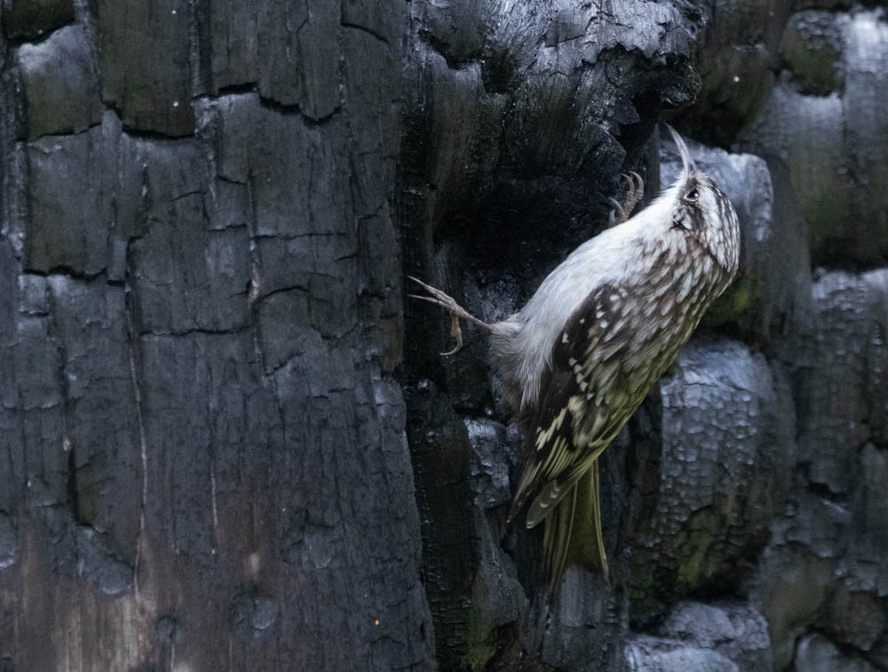 Brown Creeper - Marty Herde