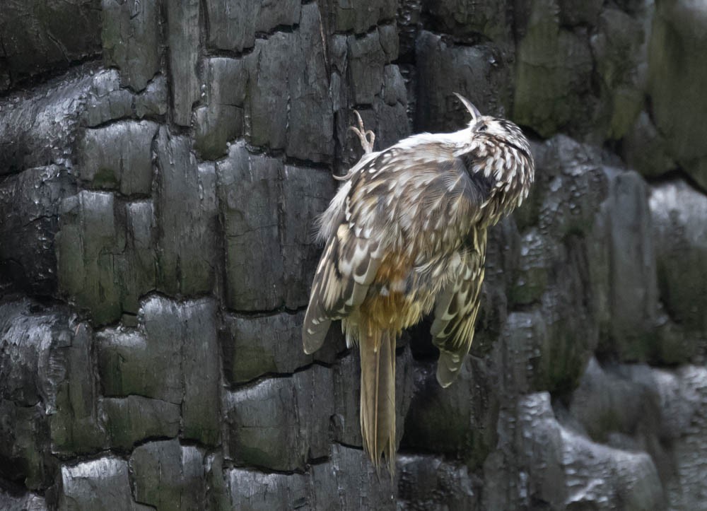 Brown Creeper - Marty Herde