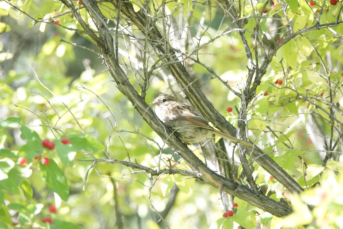 Brewer's Sparrow - ML623835632