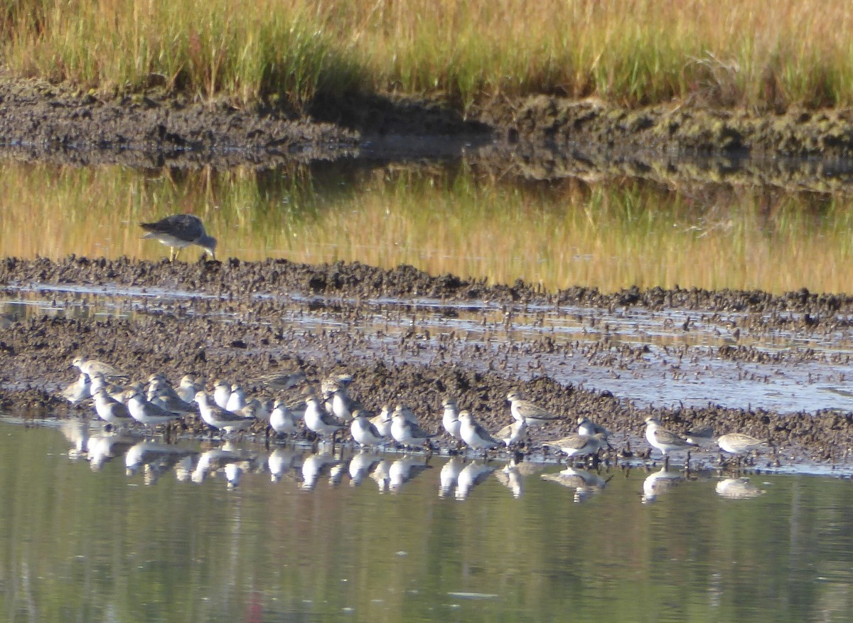 Semipalmated Sandpiper - ML623835640