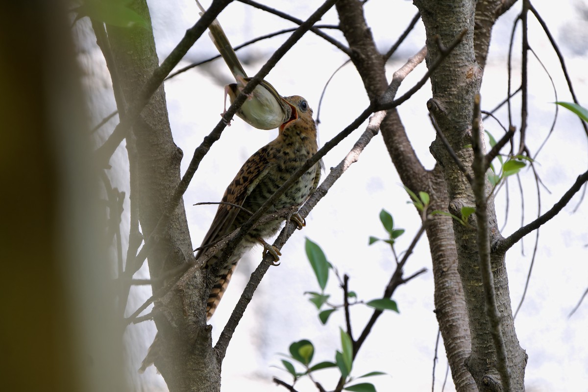 Plaintive Cuckoo - ML623835681