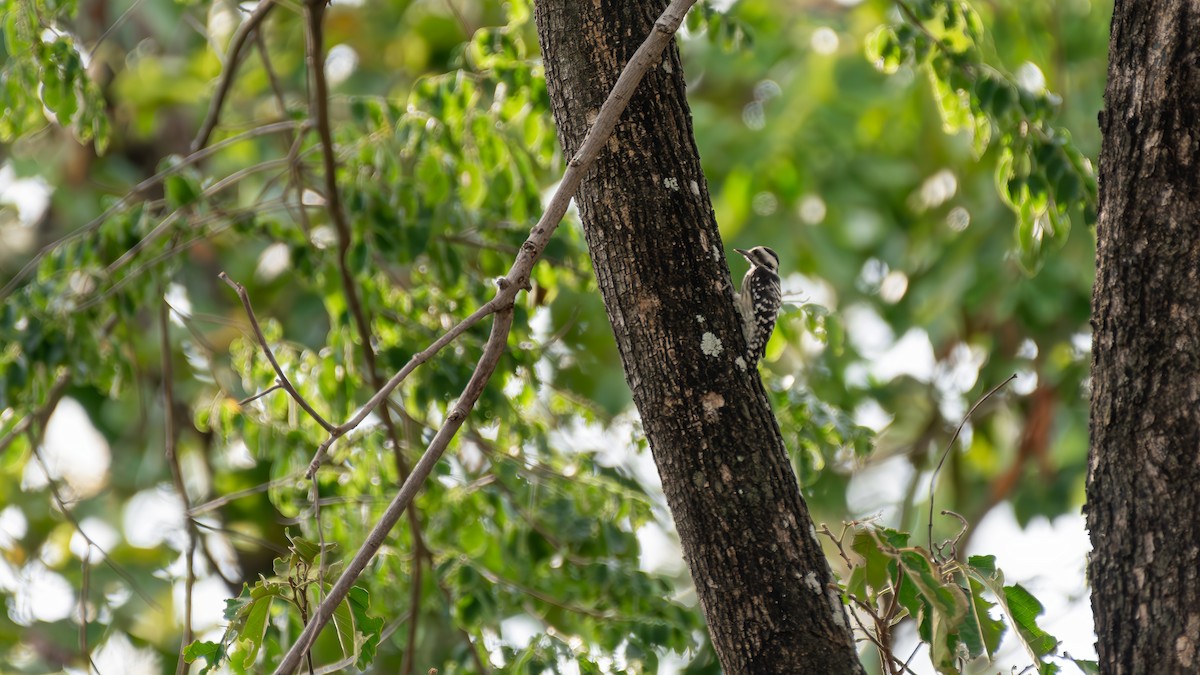 Gray-capped Pygmy Woodpecker - ML623835685