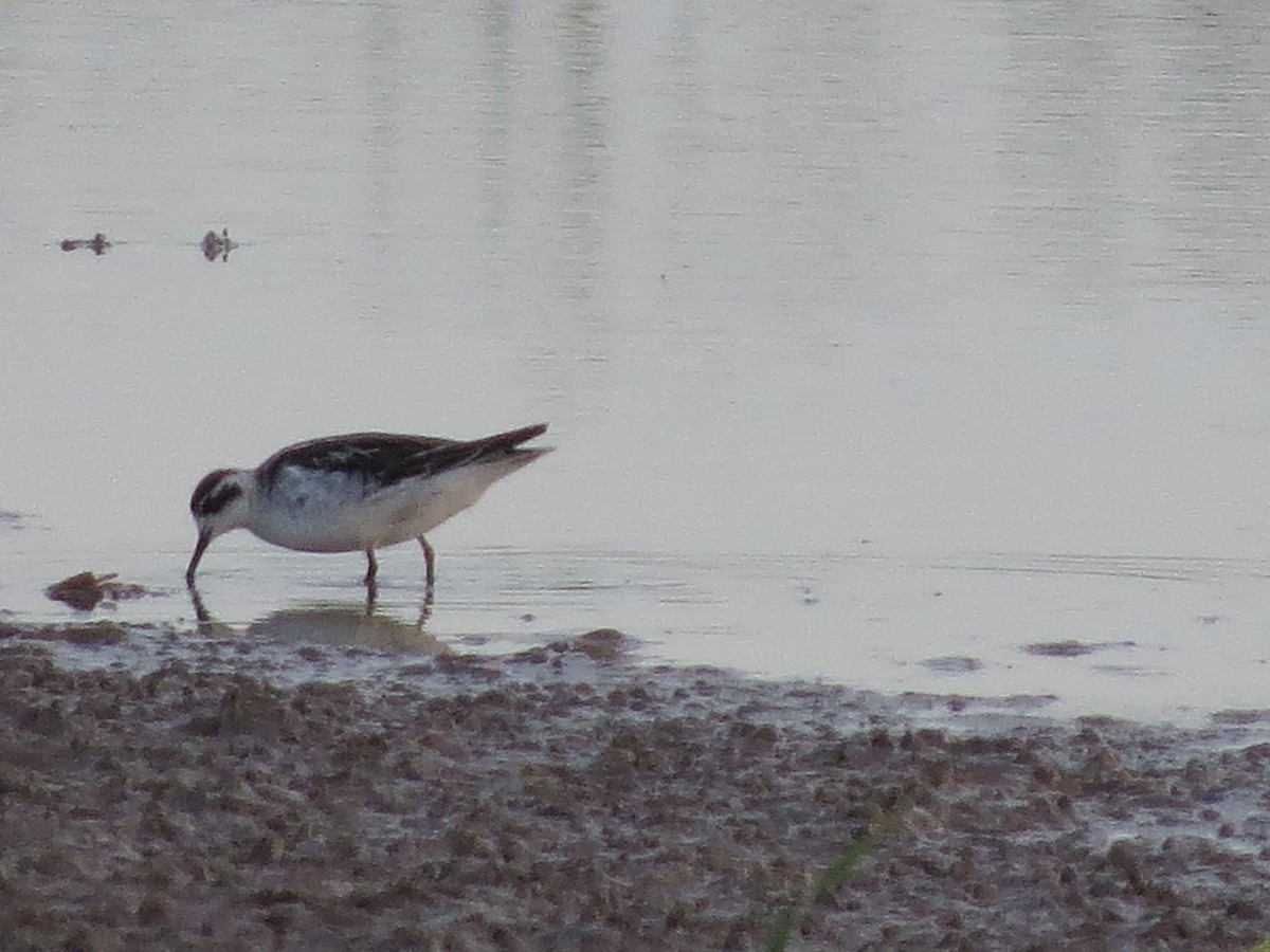 Red-necked Phalarope - ML623835689