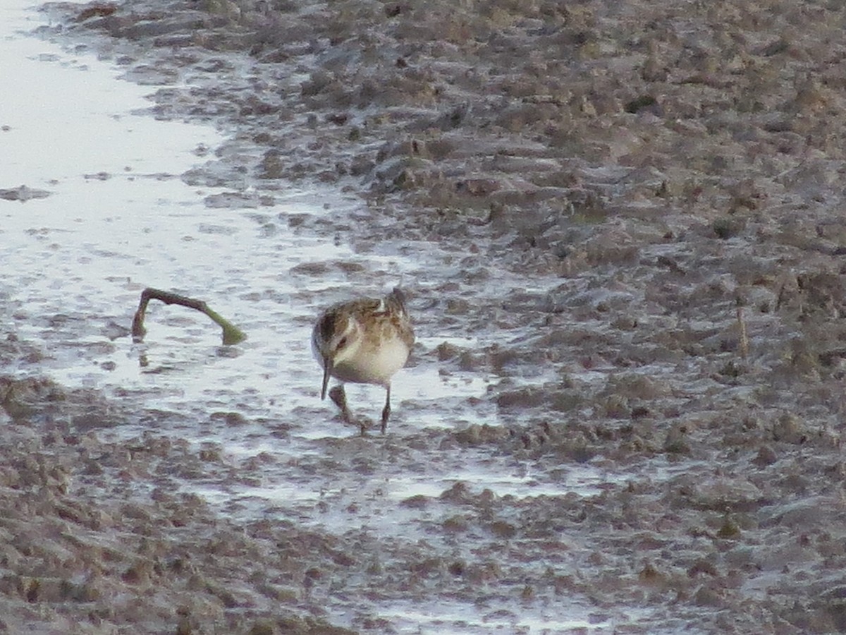 Little Stint - ML623835700