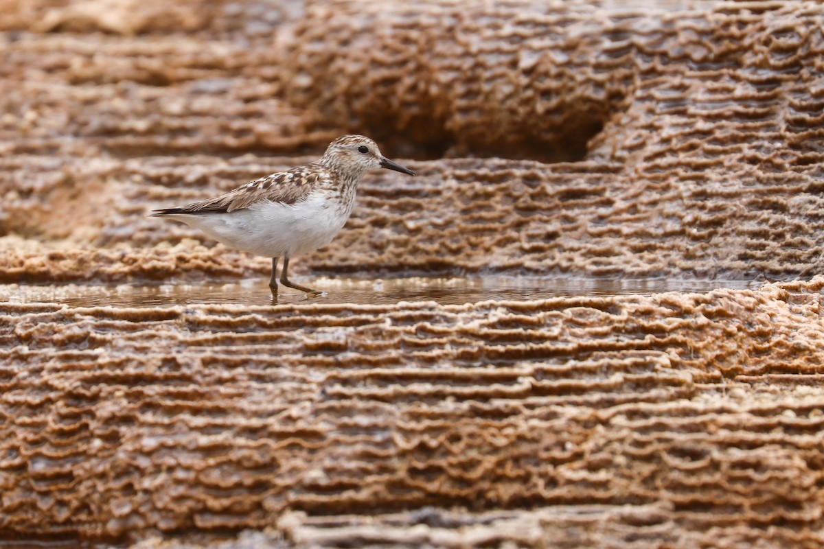 Least Sandpiper - ML623835738