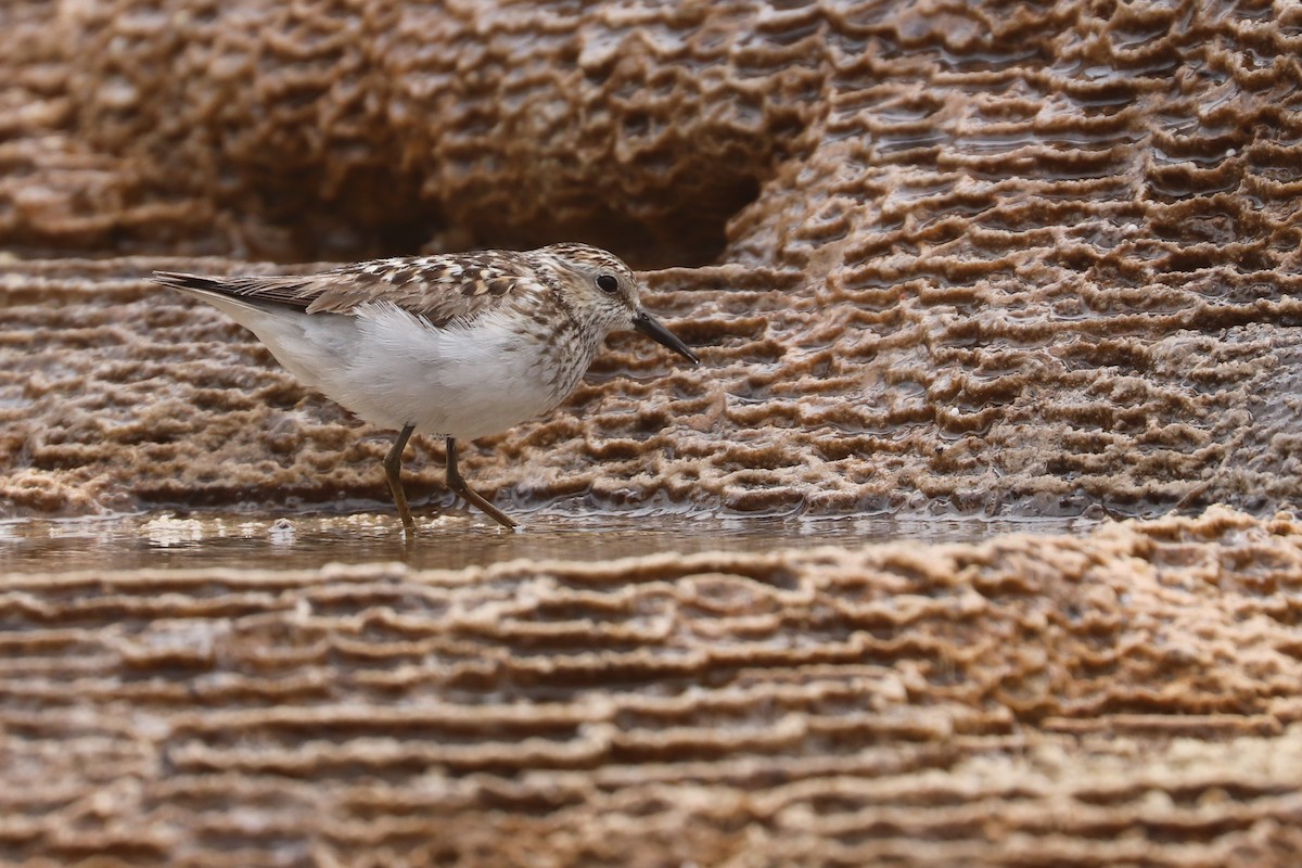 Least Sandpiper - ML623835739