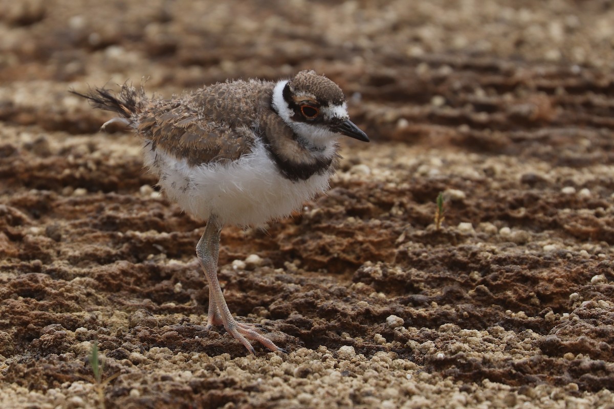 Killdeer - ML623835748