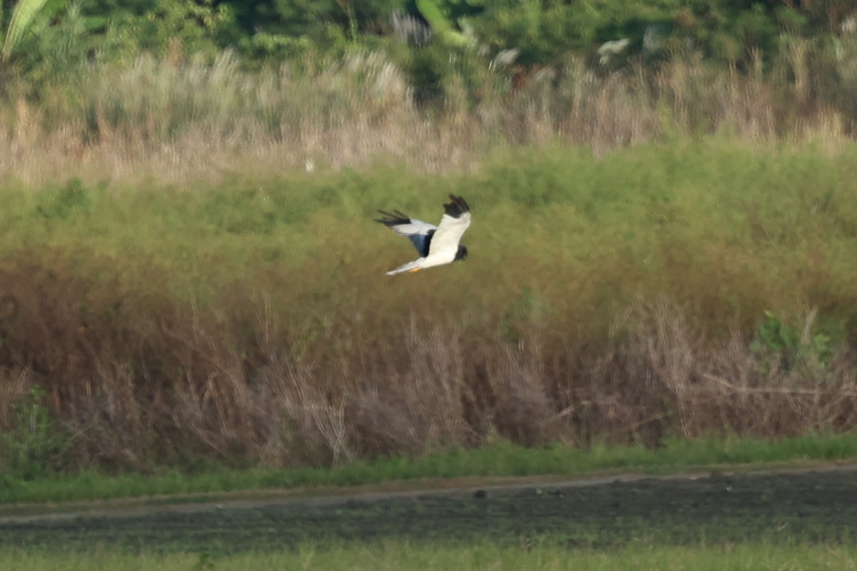 Pied Harrier - 智明 施