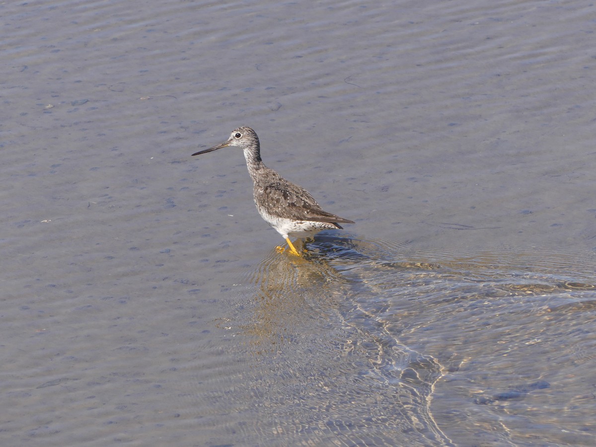 Greater Yellowlegs - Felix Eckley