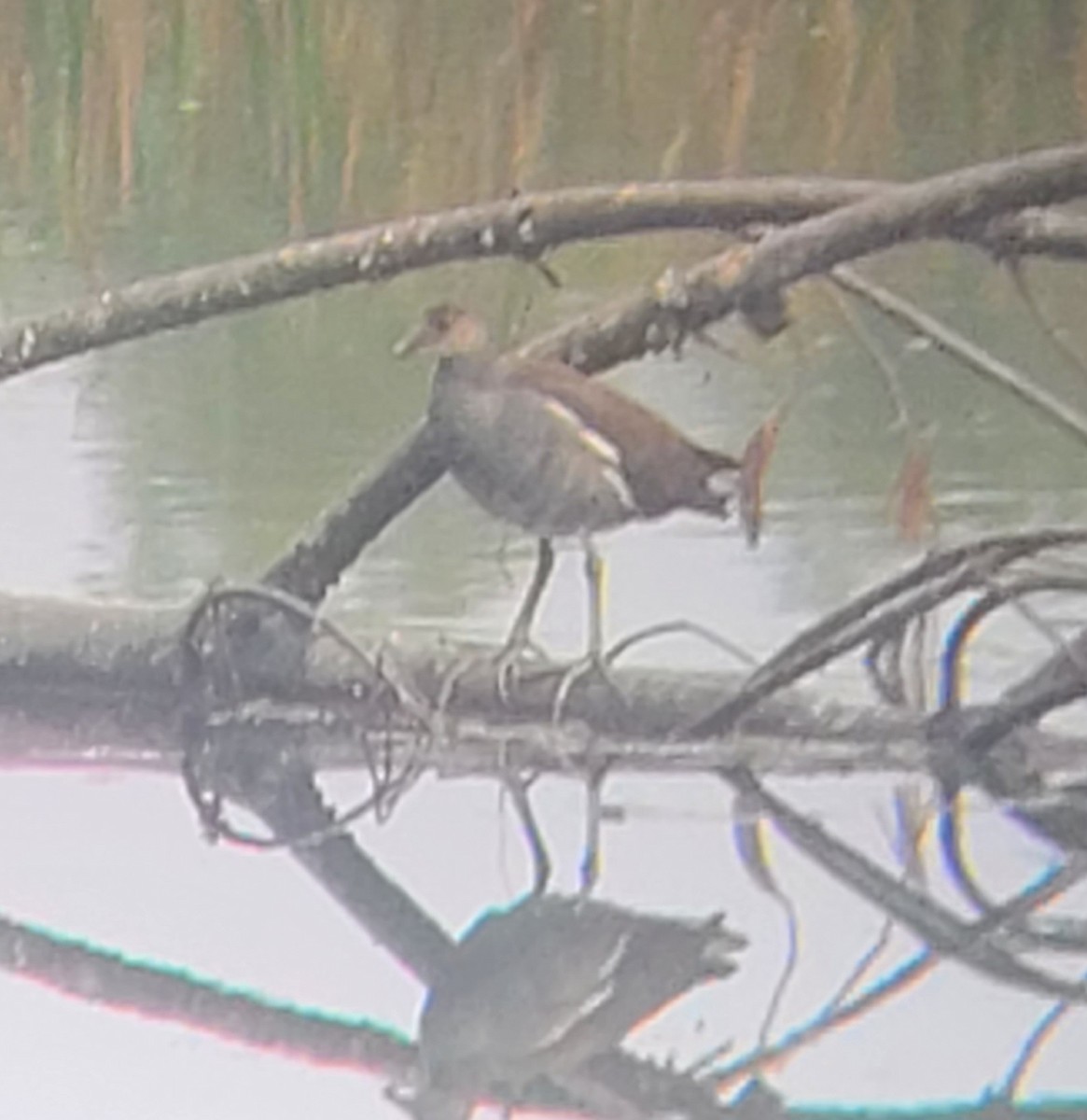 Common Gallinule - Jim Armbruster