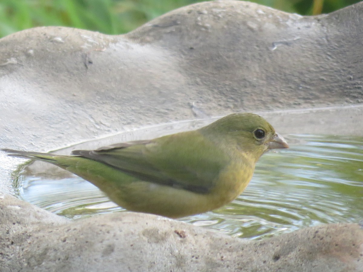 Painted Bunting - ML623835797