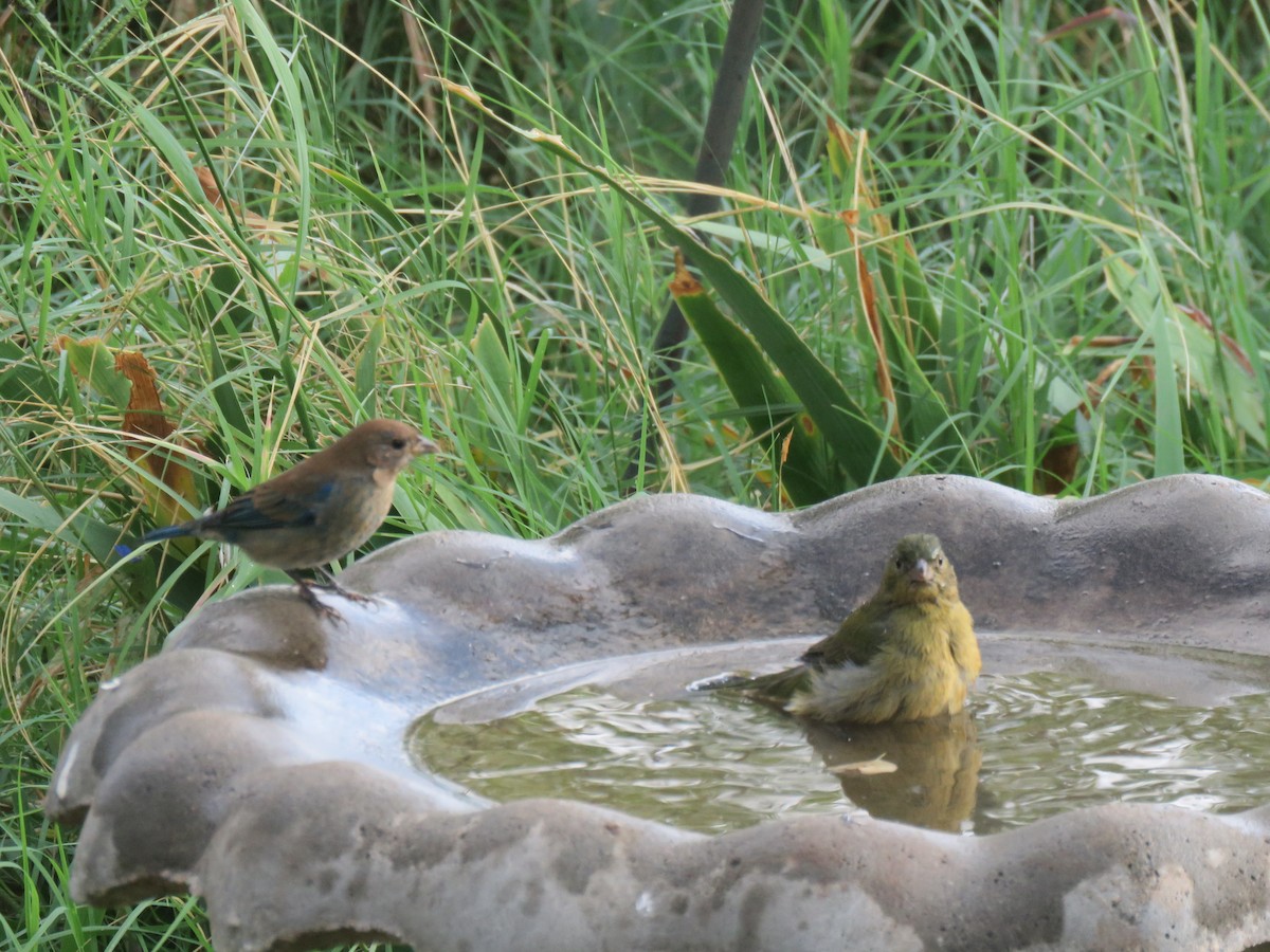 Painted Bunting - ML623835798