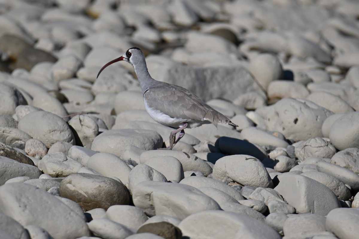 Ibisbill - ML623835872