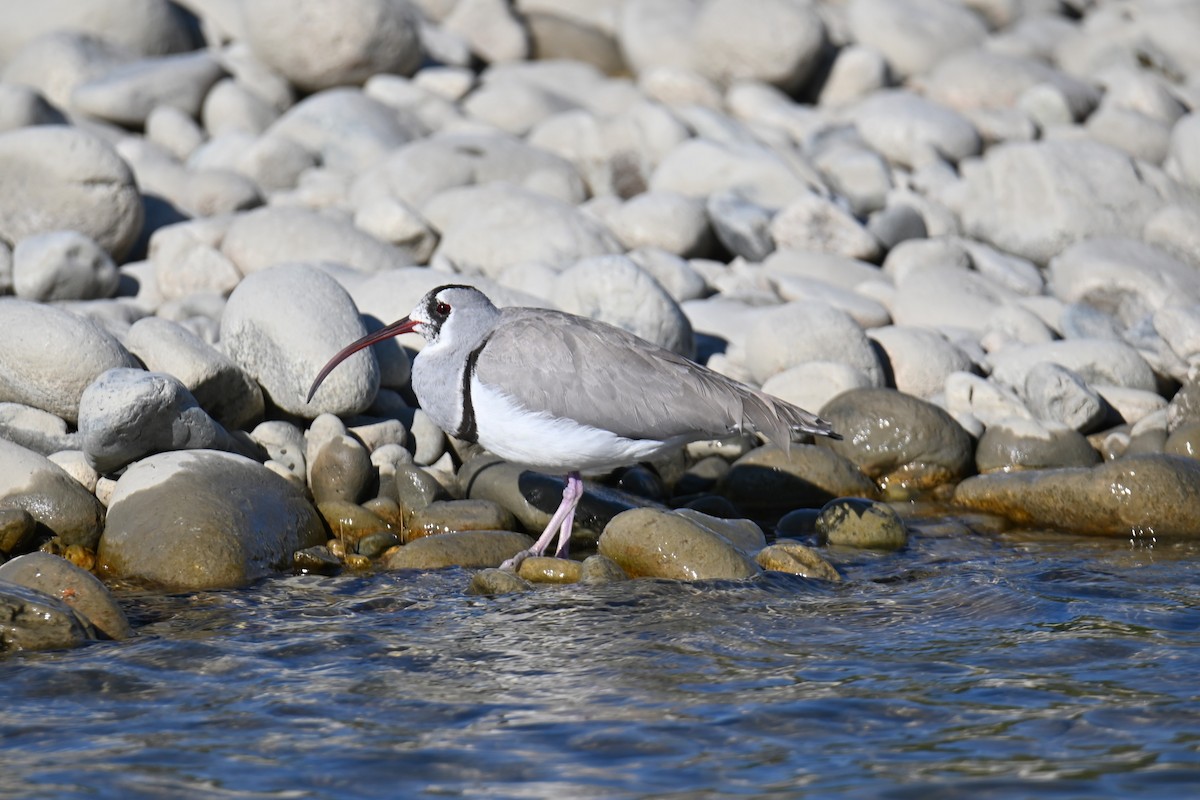 Ibisbill - Kenzhegul Qanatbek