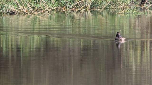 Ring-necked Duck - ML623835891