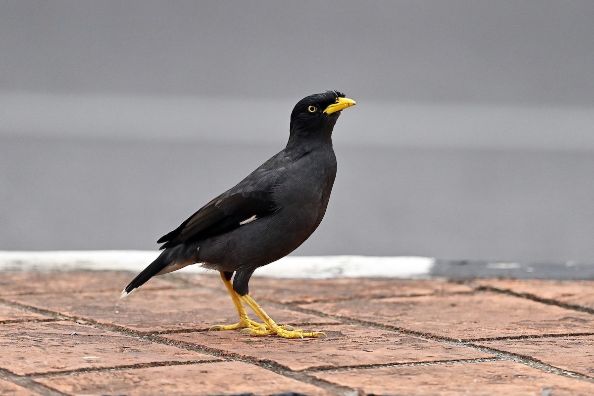 Javan Myna - Wachara  Sanguansombat