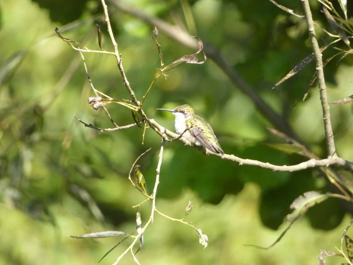 Colibrí Gorjirrubí - ML623835914