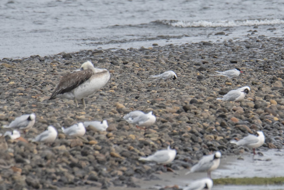 South American Tern - ML623835919