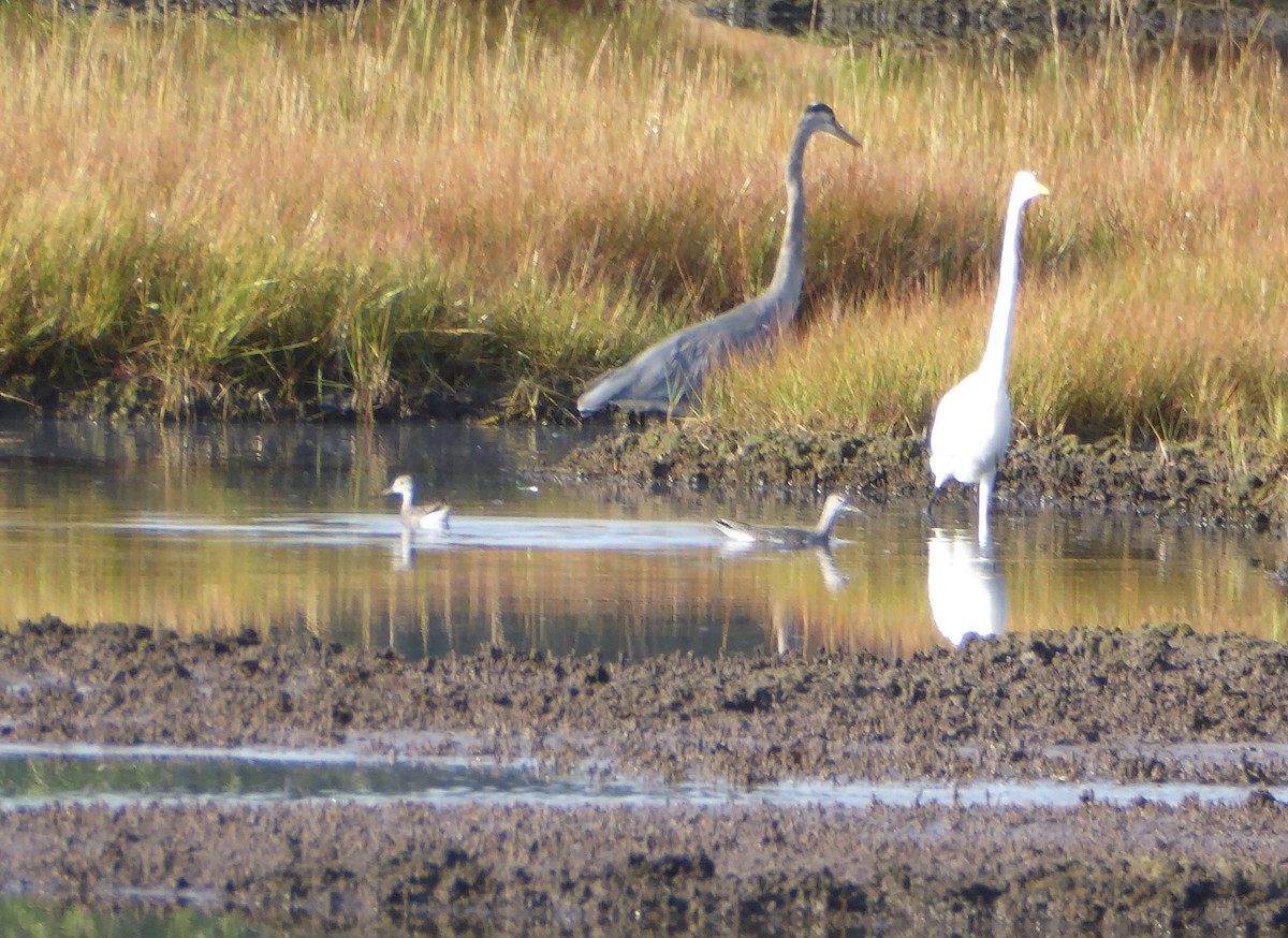 Greater Yellowlegs - ML623835930