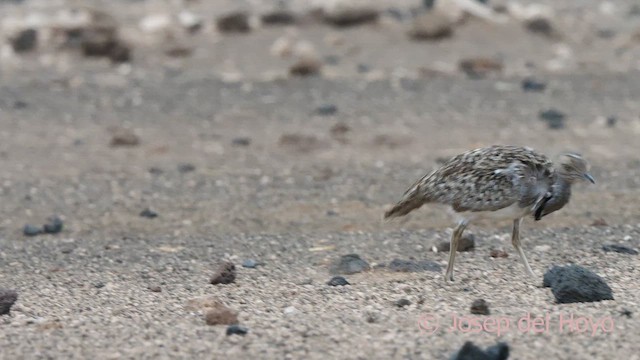 Houbara Bustard (Canary Is.) - ML623835962