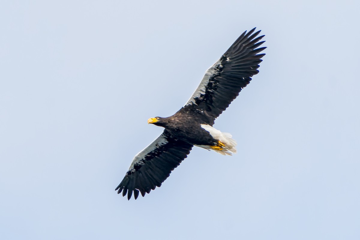 Steller's Sea-Eagle - ML623835965