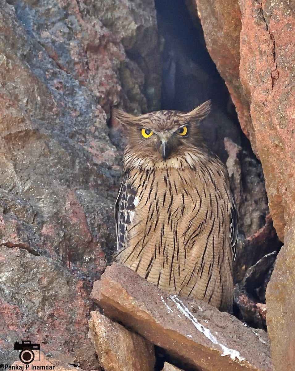 Brown Fish-Owl - ML623835977