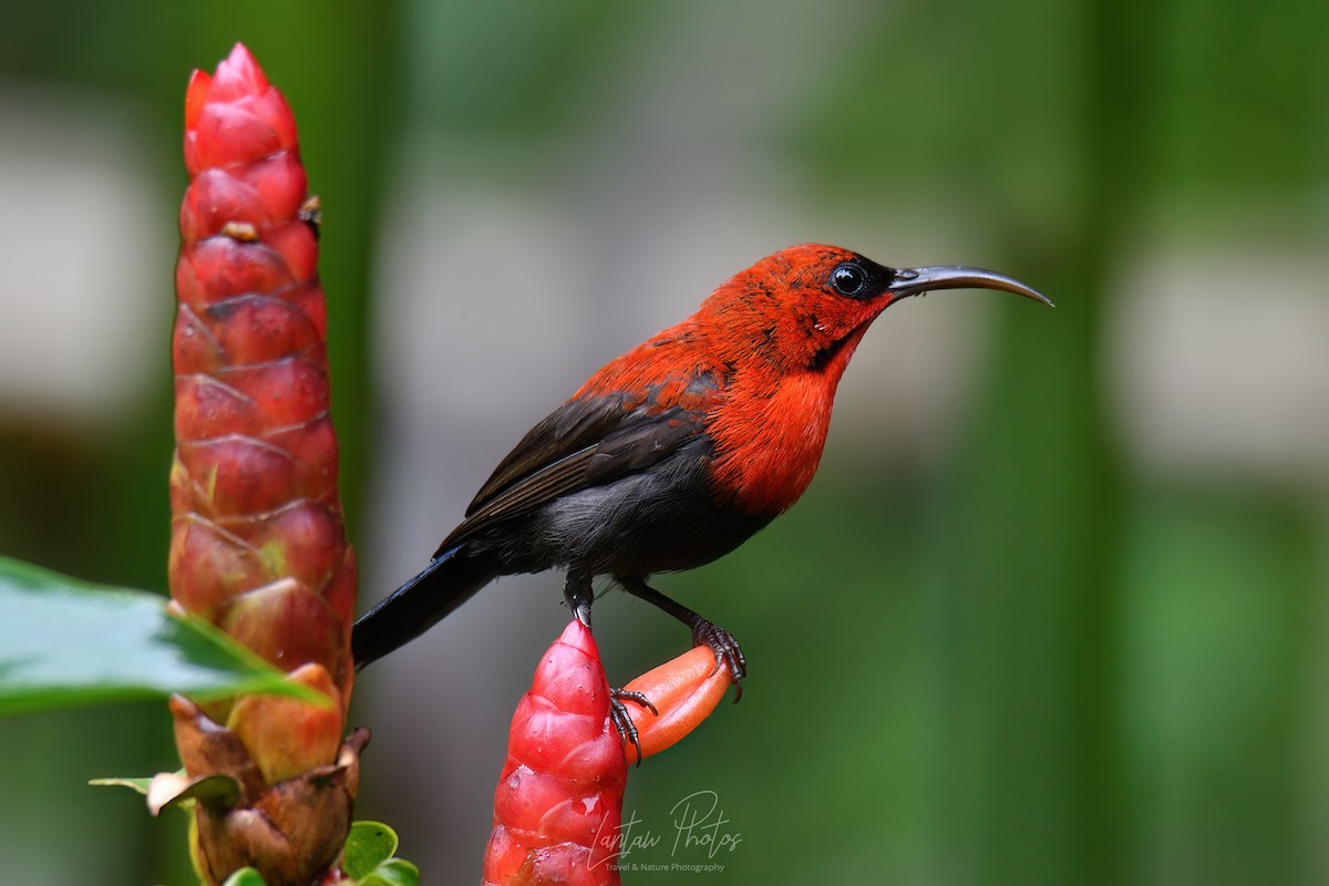 Magnificent Sunbird - ML623836090