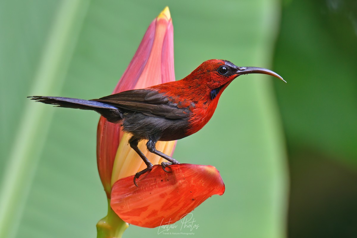 Magnificent Sunbird - ML623836091