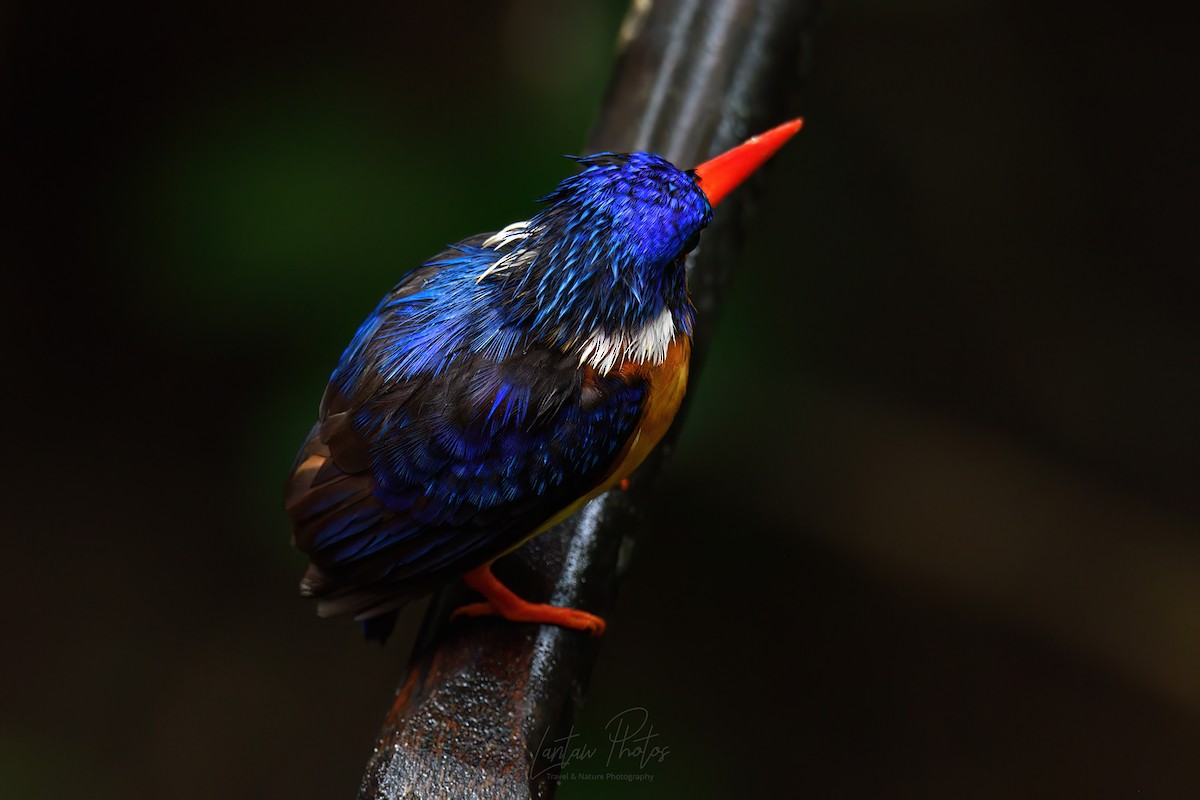 Dimorphic Dwarf-Kingfisher - Allan Barredo