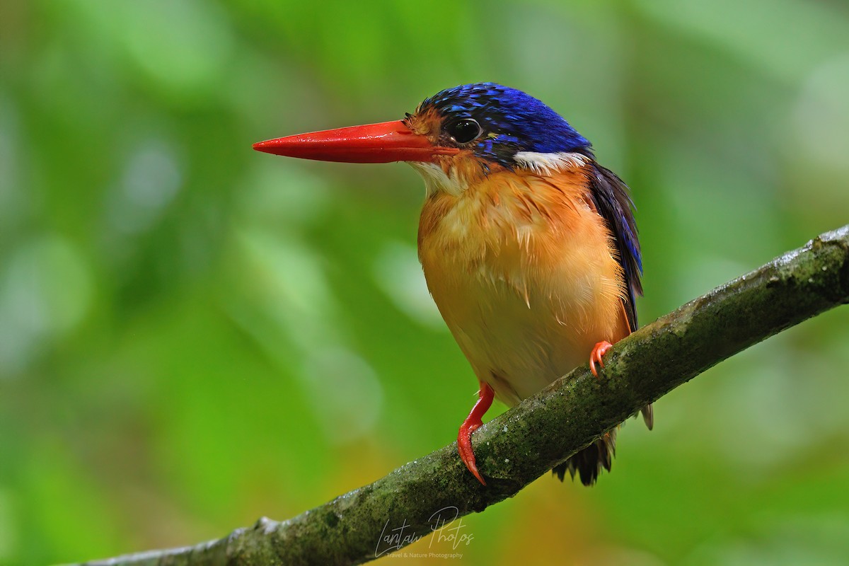 Dimorphic Dwarf-Kingfisher - Allan Barredo