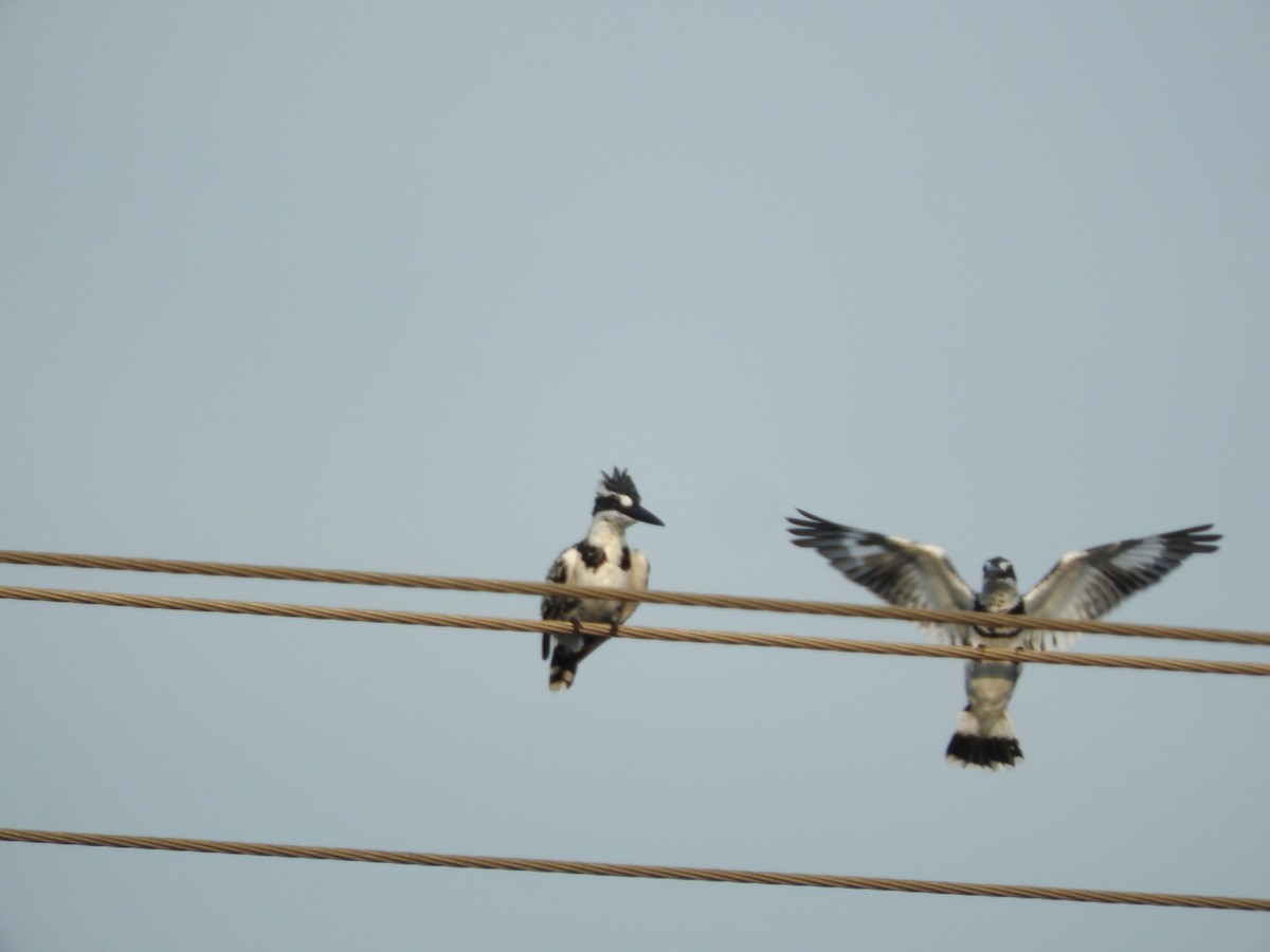 Pied Kingfisher - ML623836104