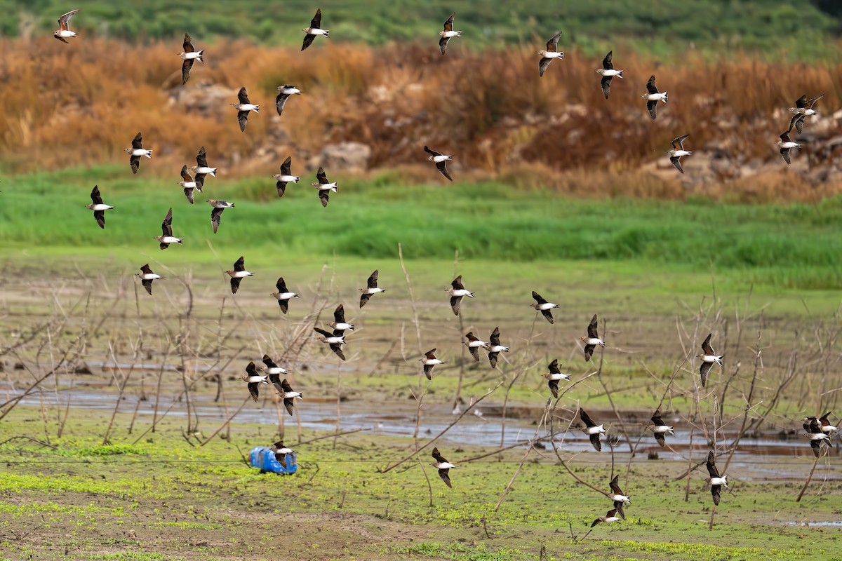 Black-winged Pratincole - Uriel Levy