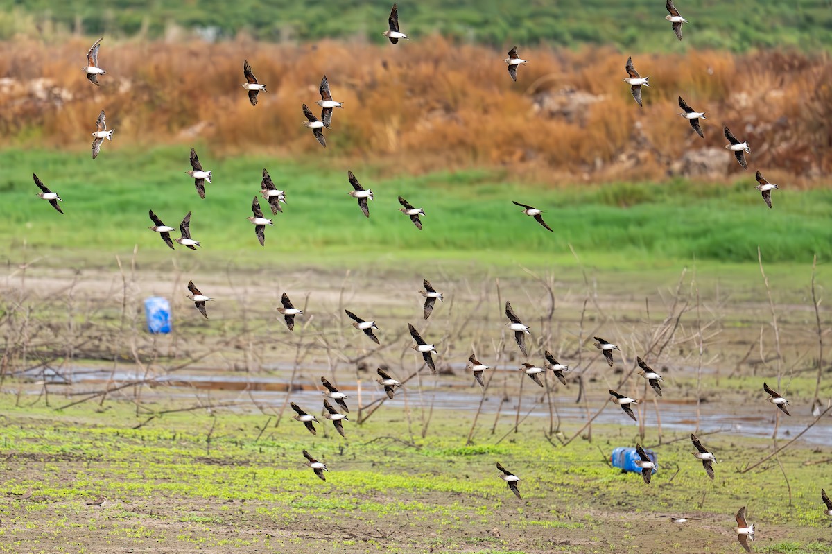 Black-winged Pratincole - ML623836111