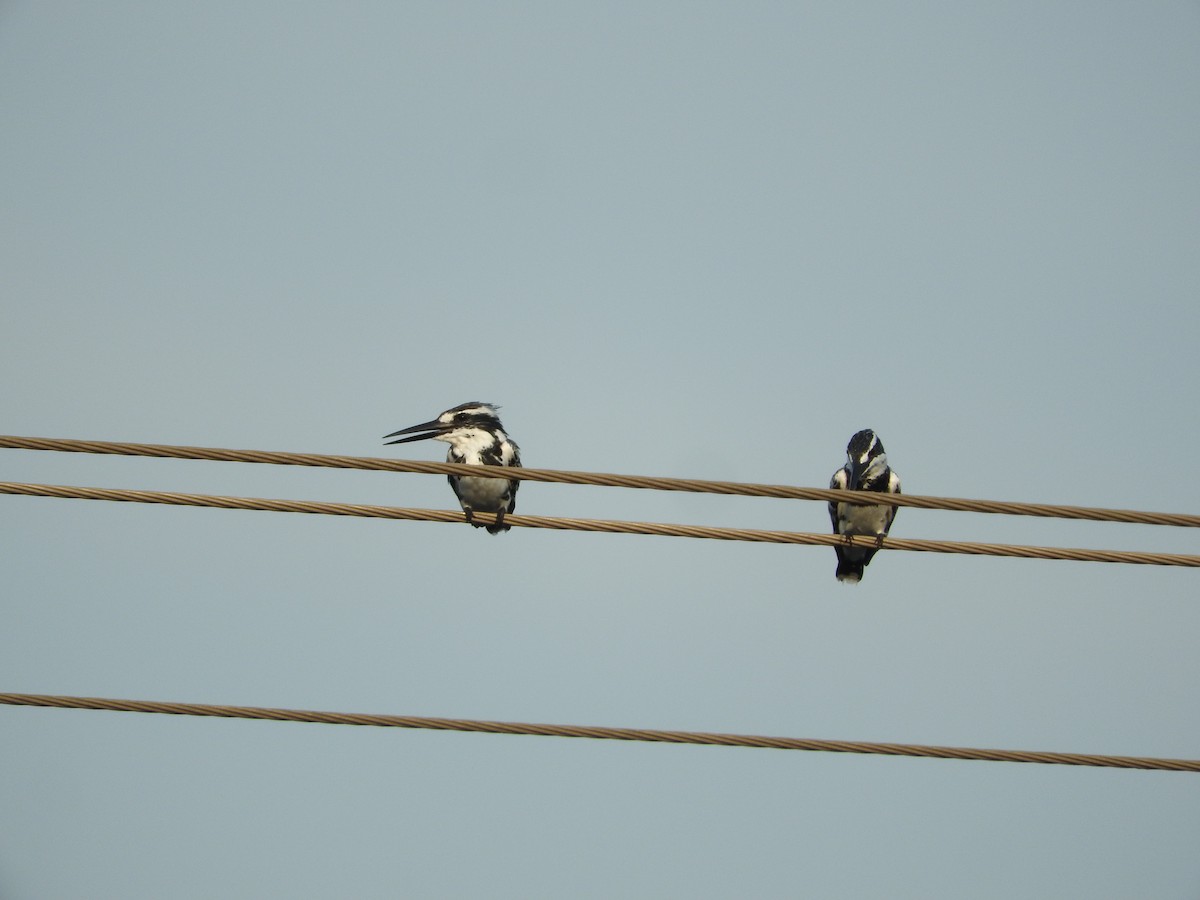 Pied Kingfisher - Dhruva Punde