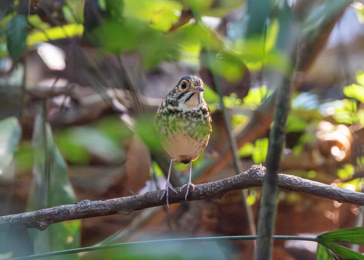 Alta Floresta Antpitta - ML623836117