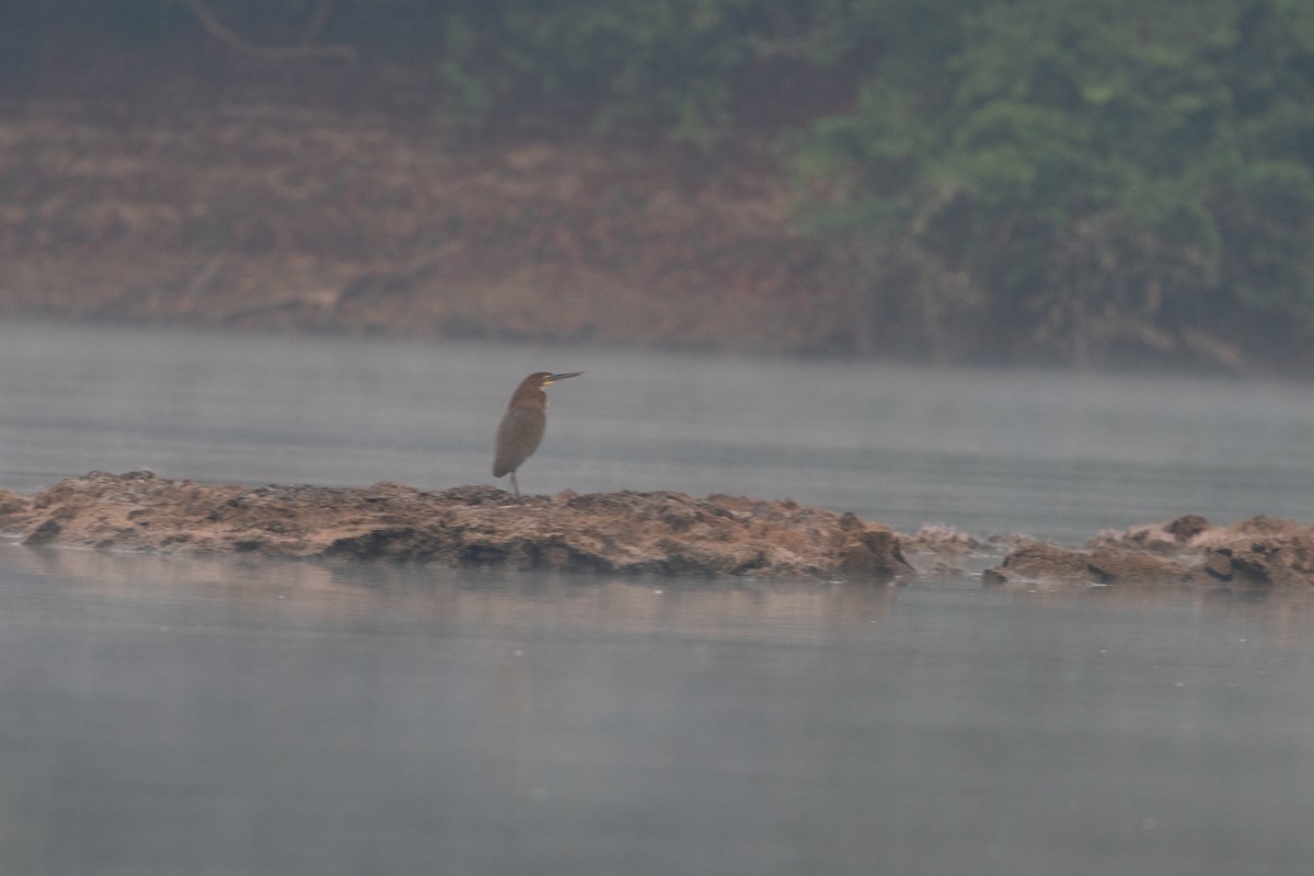 Rufescent Tiger-Heron - ML623836122