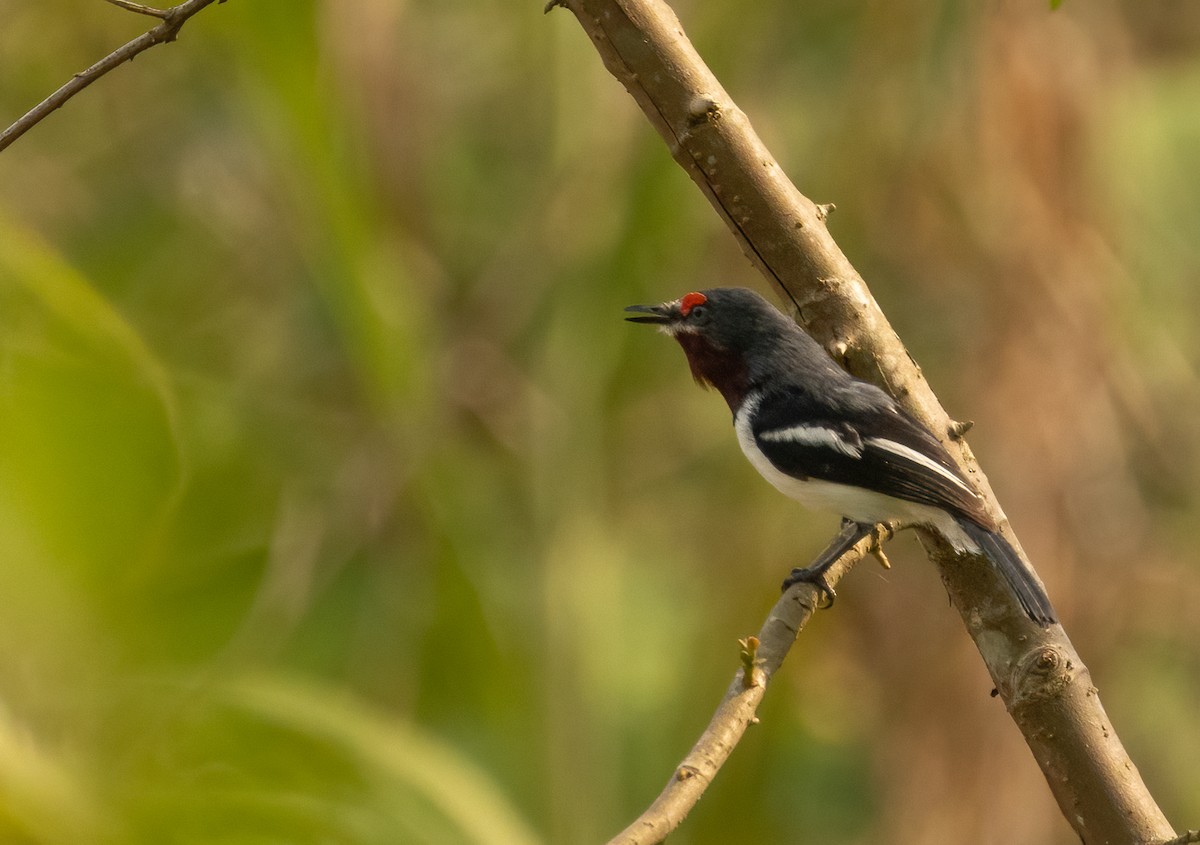 Brown-throated Wattle-eye - Anne Heyerly