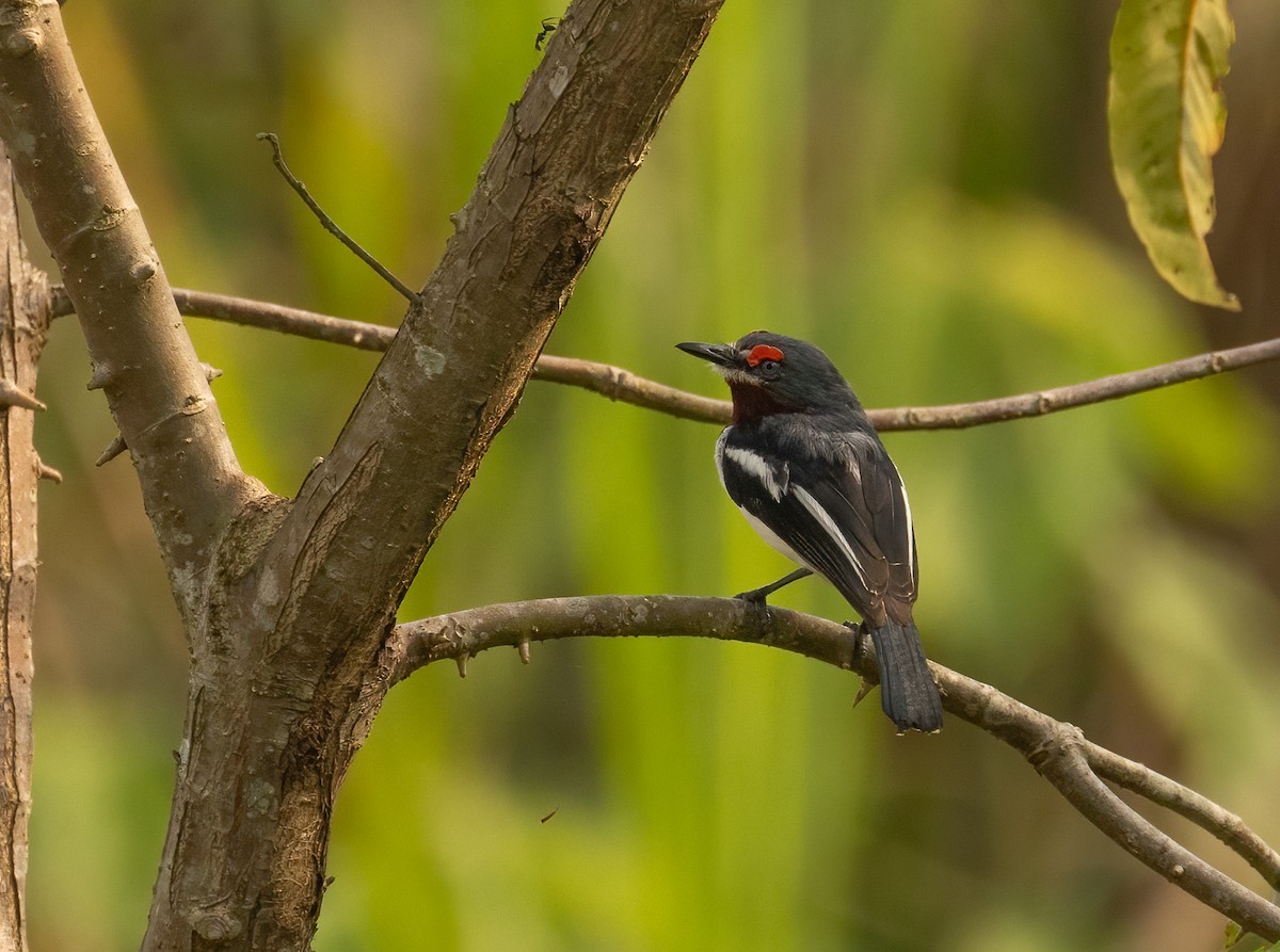 Brown-throated Wattle-eye - ML623836216