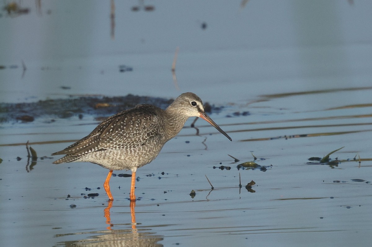 Spotted Redshank - ML623836245