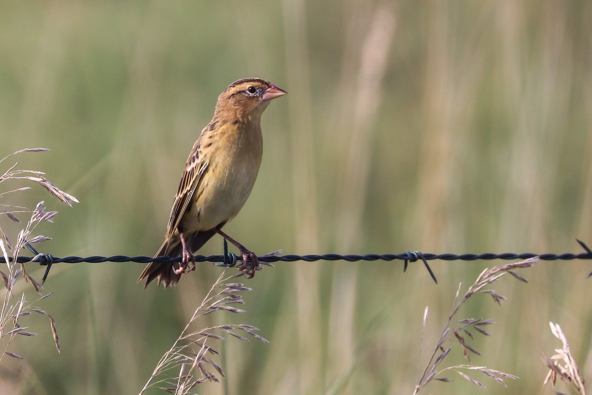Bobolink - ML623836248